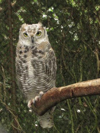 W27) mladý výr virginský v brněnské ZOO