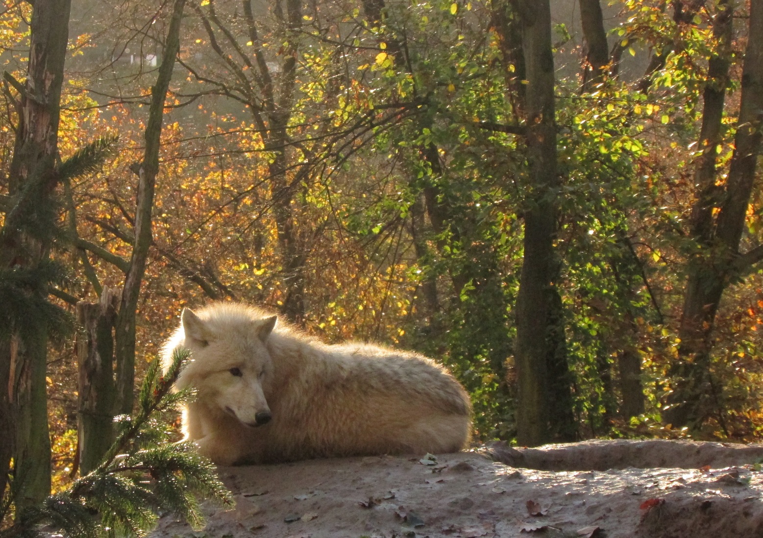 W45) vlk arktický v brněnské ZOO