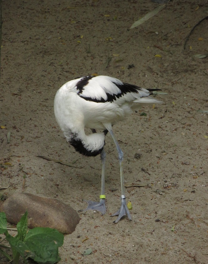 W29) tenkozobec opačný v brněnské ZOO