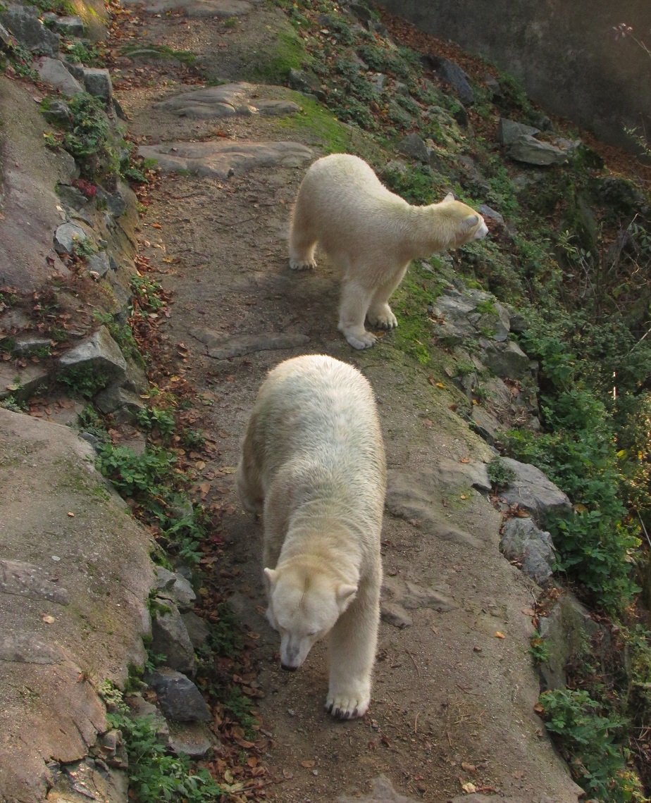 W43) lední medvědice s mládětem v brněnské ZOO