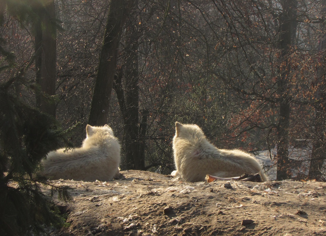 W2) vlci arktičtí v brněnské ZOO