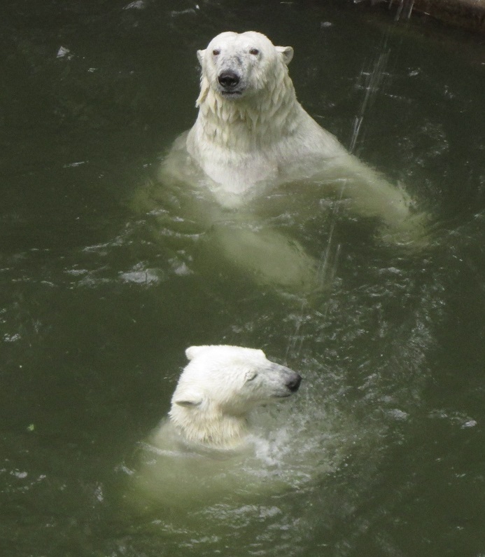 W27) lední medvědice s mládětem v brněnské ZOO