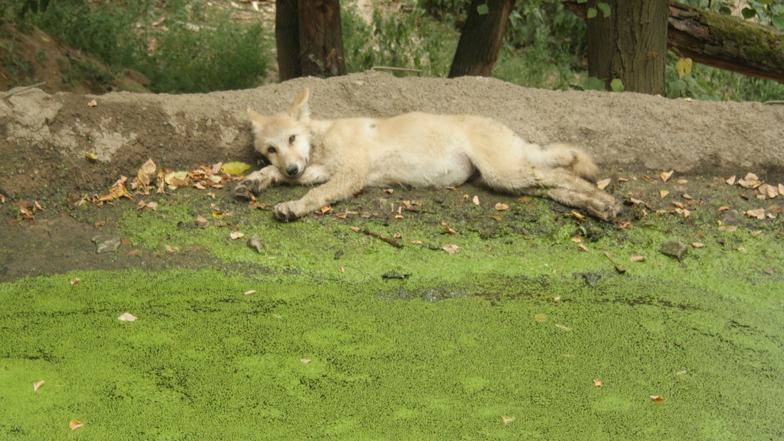 W32) mladý vlk arktický v brněnské ZOO