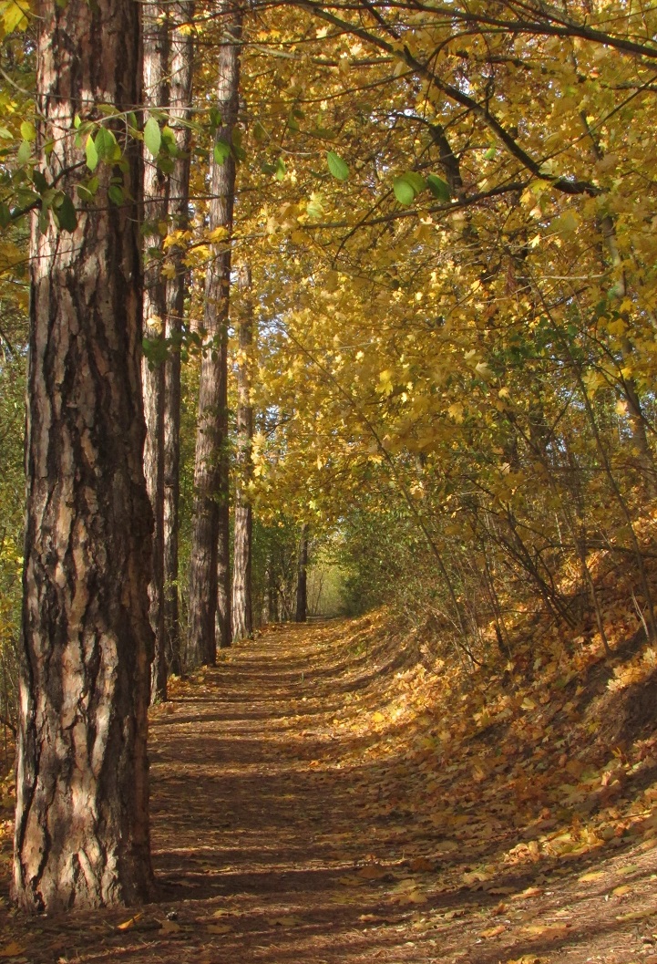 W43) podzim pod Střeleckým kopcem