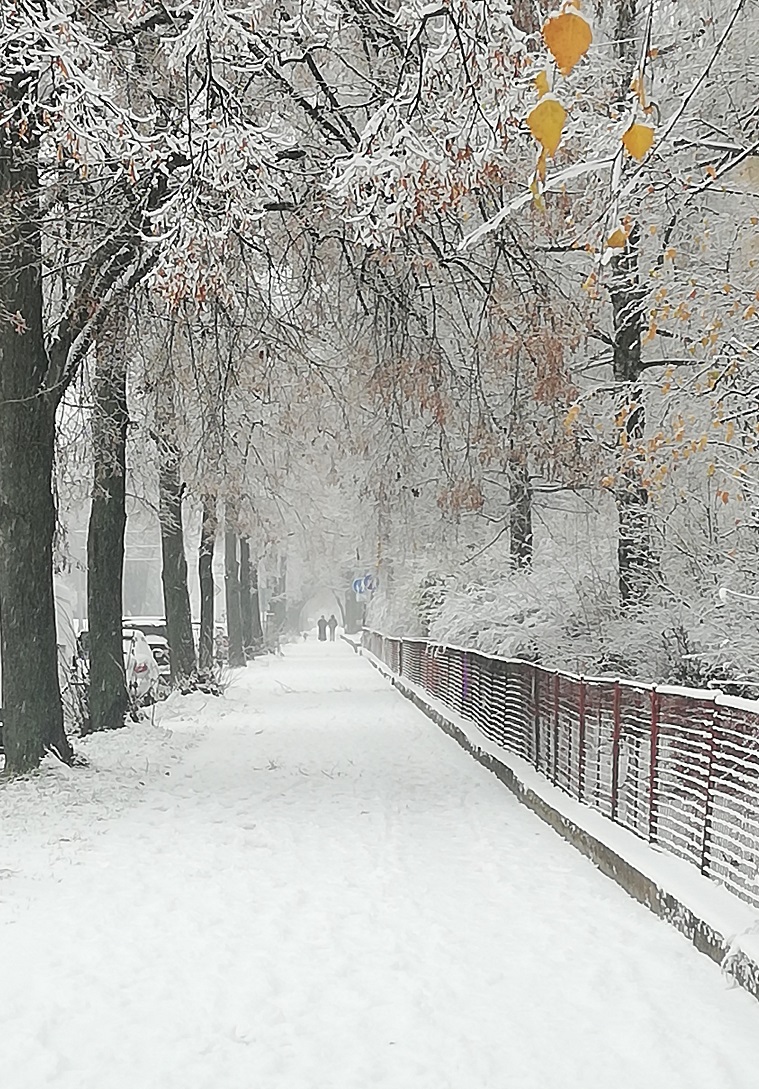 W50) zima v Brně-Králově Poli