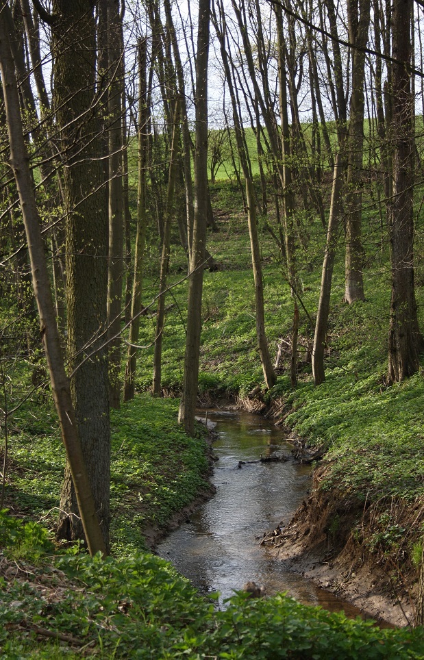 W15) jaro u podkomorské myslivny