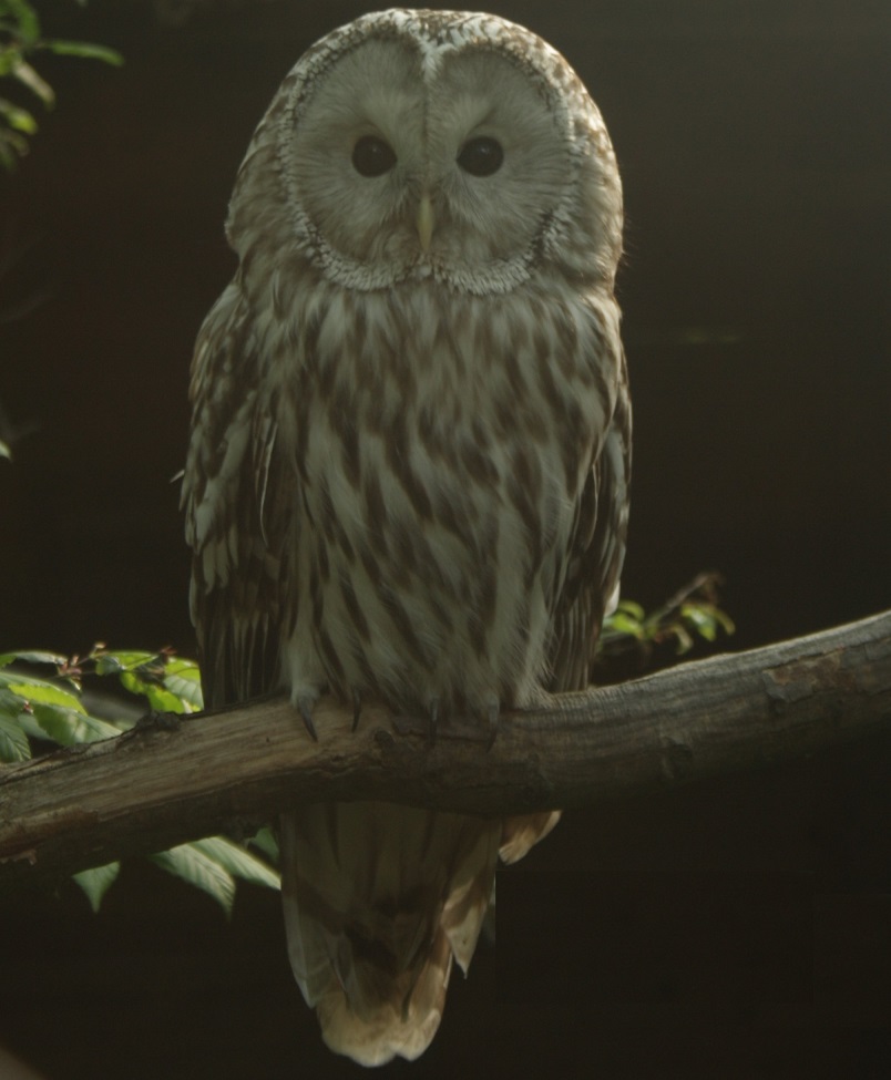 W22) puštík v brněnské ZOO