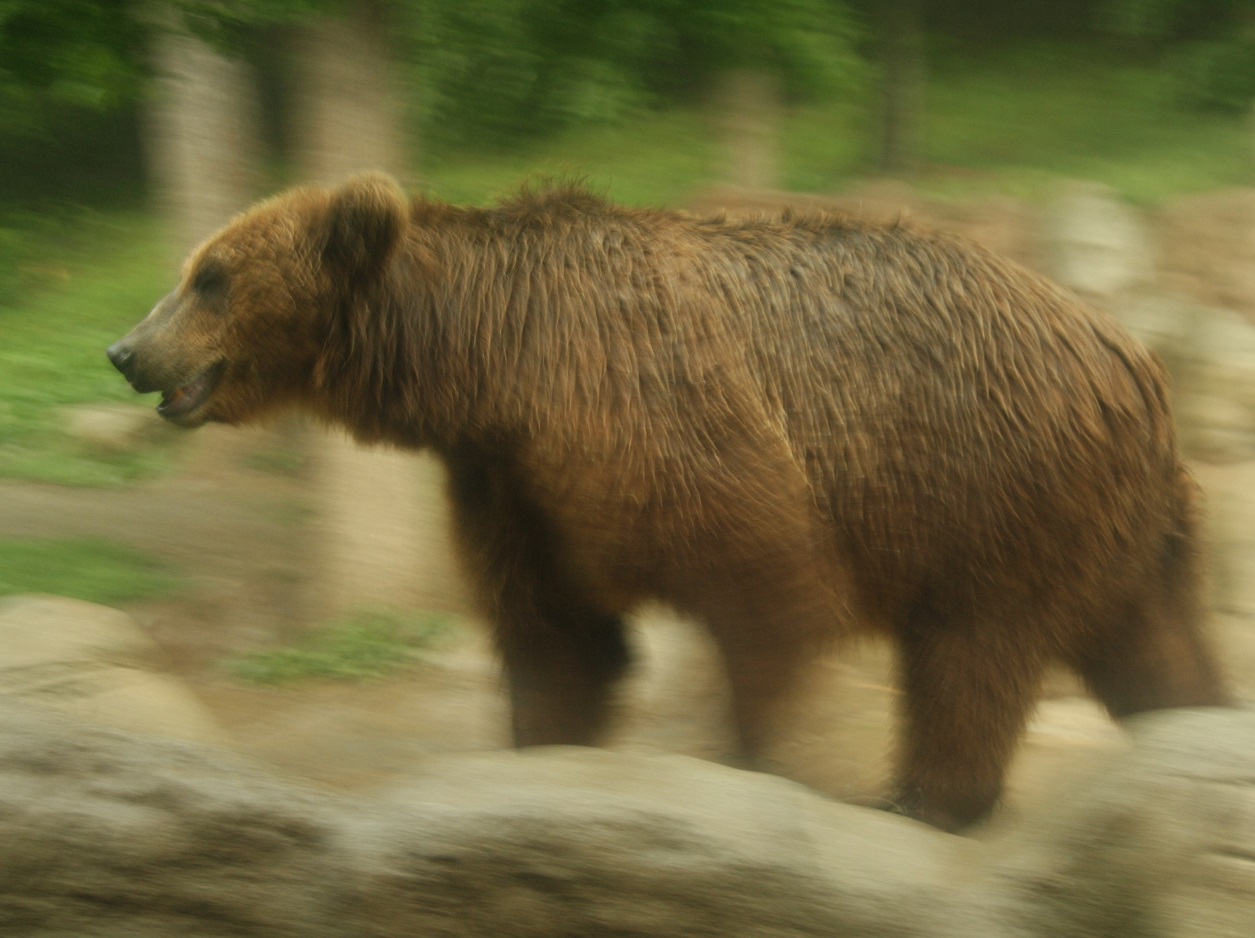 W24) medvěd kamčatský v brněnské ZOO