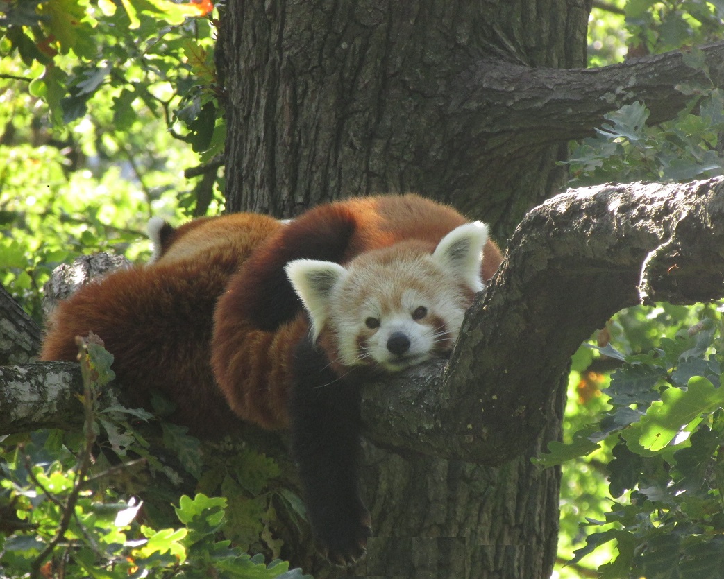 W26) panda červená v ZOO