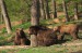 W16) Medvědí rodinka v brněnské Zoo