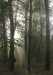 W41) ráno v lese