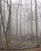 W2) mlha v rezervaci Mniší hora