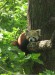 W19) panda červená v brněnské ZOO