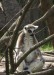 W19) lemur kata v brněnské ZOO