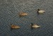 W22) flotila na rybníku