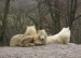 W50) vlci arktičtí v brněnské ZOO