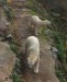 W43) lední medvědice s mládětem v brněnské ZOO