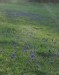 W17) kvetoucí modřenec hroznatý na Střeleckém kopci