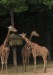 W22) žirafy v brněnské ZOO