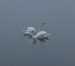 W51) labutě na přehradě