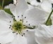 W14) květ hrušně ussurijské