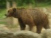 W24) medvěd kamčatský v brněnské ZOO